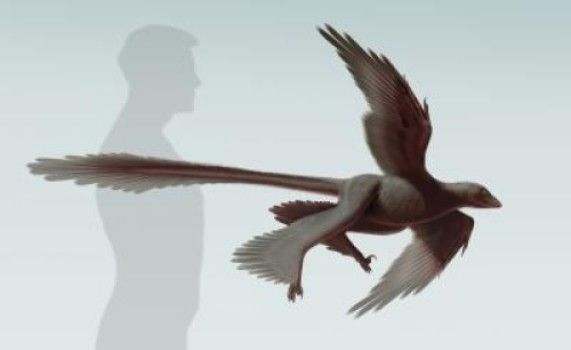 Νέο είδος δεινόσαυρου με δύο ζευγάρια φτερών