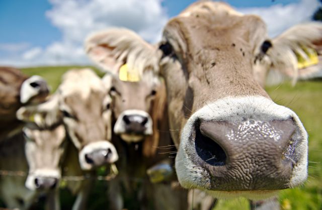 Οι αγελάδες και τα βιοκαύσιμα «στερούν τροφή από τους ανθρώπους»