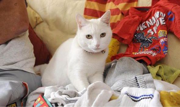 Γάτα γδύνει τους γείτονές της κλέβοντας ρούχα από τις μπουγάδες