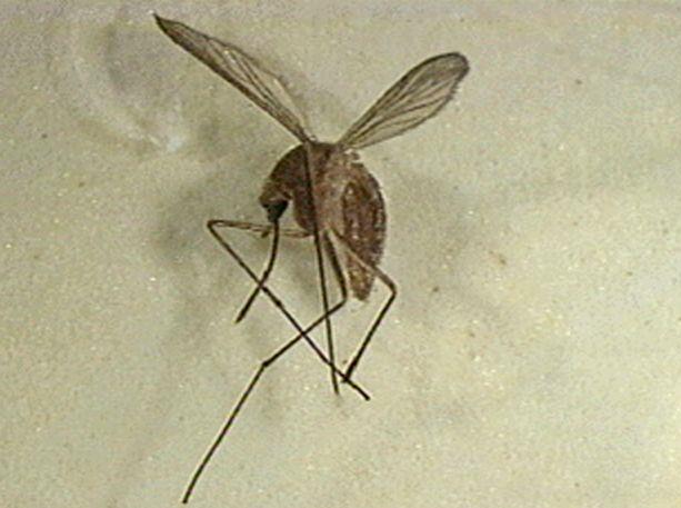 Η βόμβα αποδείχθηκε …αντικουνουπική συσκευή