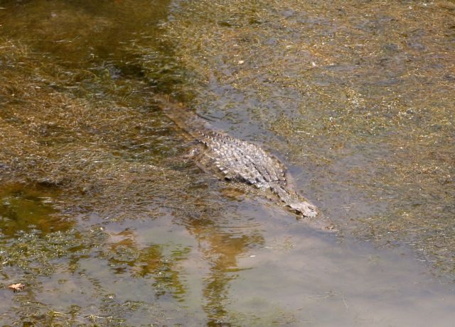 Άπιαστος ο κροκόδειλος στο Ρέθυμνο, ουρά κάνουν οι τουρίστες