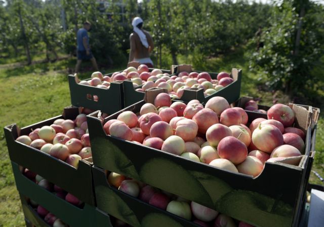«Φάτε μήλα κατά του Πούτιν» απαντούν οι Πολωνοί στο ρωσικό εμπάργκο