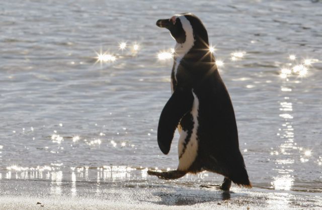 Αποκρυπτογραφήθηκε η γλώσσα των πιγκουίνων