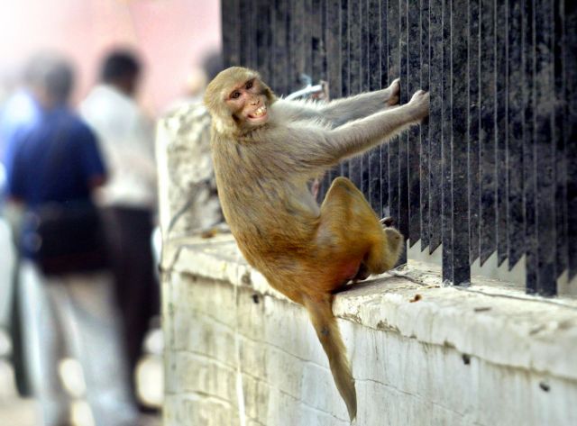 Ινδοί μίμοι σε ρόλο «σκιάχτρου» για την απομάκρυνση των μαϊμούδων