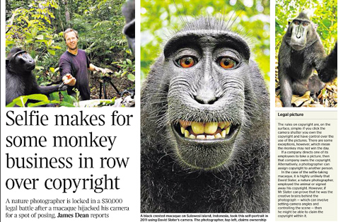 Στα δικαστήρια για τον πίθηκο, την selfie του και την Wikipedia