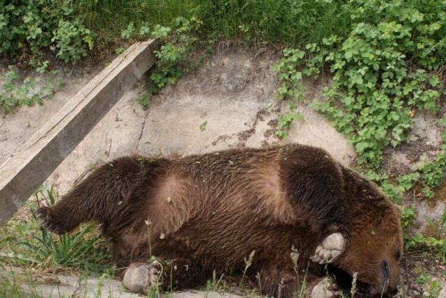 Αρκούδες βρέθηκαν νεκρές από πυροβολισμό στις Πρέσπες