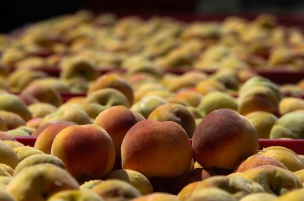 Άμεση απογραφή των φρούτων που έμειναν στα ψυγεία ζητούν οι παραγωγοί