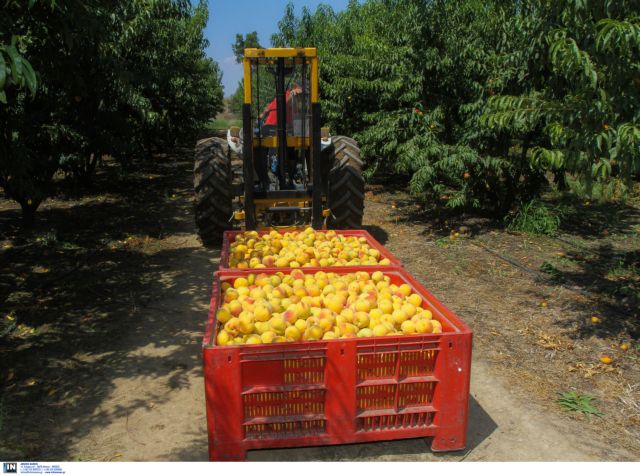 Σε αναζήτηση λύσεων για την πώληση του προϊόντος τους οι ροδακινοπαραγωγοί