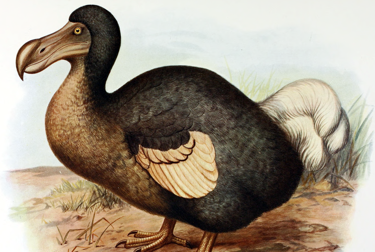 O άνθρωπος «αύξησε 1.000 φορές» τις εξαφανίσεις ειδών