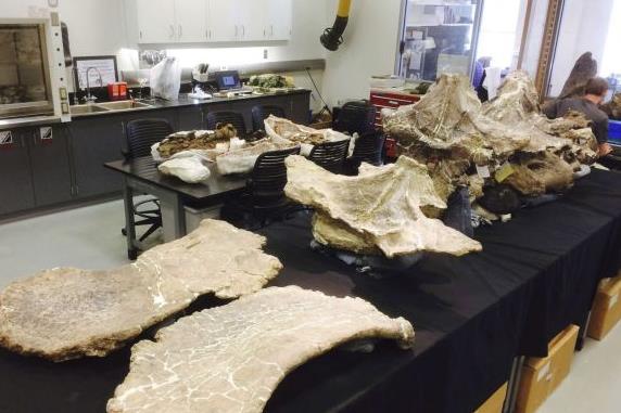 «Ατρόμητος»: Ίσως ο μεγαλύτερος δεινόσαυρος που περπάτησε ποτέ στη Γη