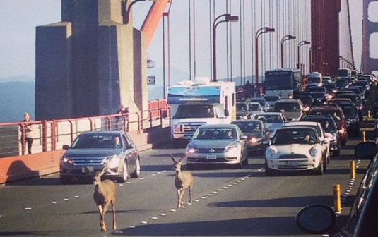 Δύο παράξενοι ταξιδιώτες σταματούν την κυκλοφορία στην Golden Gate Bridge