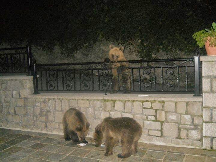 Εντυπωσιακές φωτογραφίες: Τρία αρκουδάκια βολτάρουν στο Μέτσοβο
