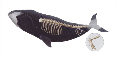 Οι φάλαινες διατήρησαν τους γοφούς τους «για διευκόλυνση στο σεξ»