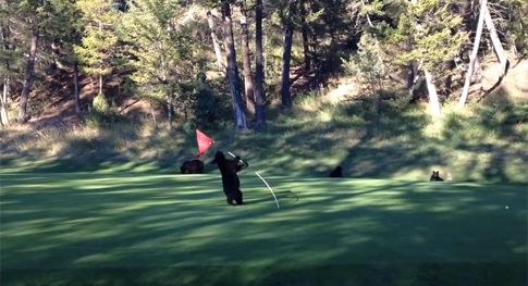 Αρκουδάκι μπήκε σε γήπεδο γκολφ και διασκέδασε με το δικό του τρόπο