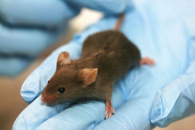 Ποντίκια με ανθρώπινο γονίδιο «μαθαίνουν πιο γρήγορα»