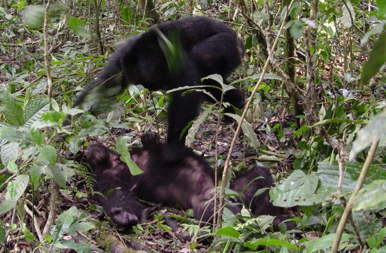Τα ξαδέλφια μας οι χιμπατζήδες «γεννημένοι δολοφόνοι»