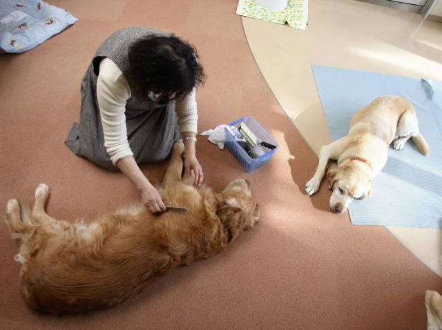 Γηροκομεία για σκύλους ξεφυτρώνουν συνεχώς στην Ιαπωνία