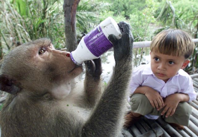 Οι χιμπατζήδες «μεταλαμπαδεύουν» τη γνώση