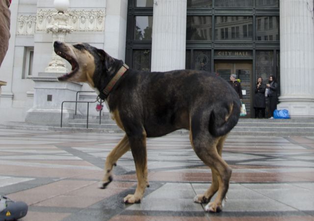 Σκύλο για δήμαρχο προτείνει το κίνημα Occupy Oakland
