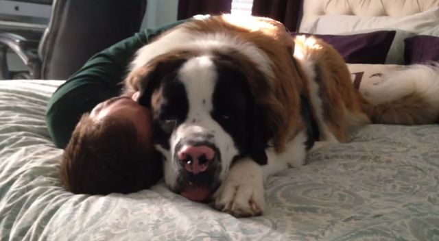 Σκύλος Αγίου Βερνάρδου «εγκλωβίζει» το αφεντικό του σε τεράστια αγκαλιά | in.gr