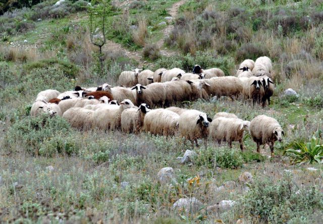 Στο σφυρί βγάζει κοπάδι με πρόβατα ο δήμος Πολυγύρου