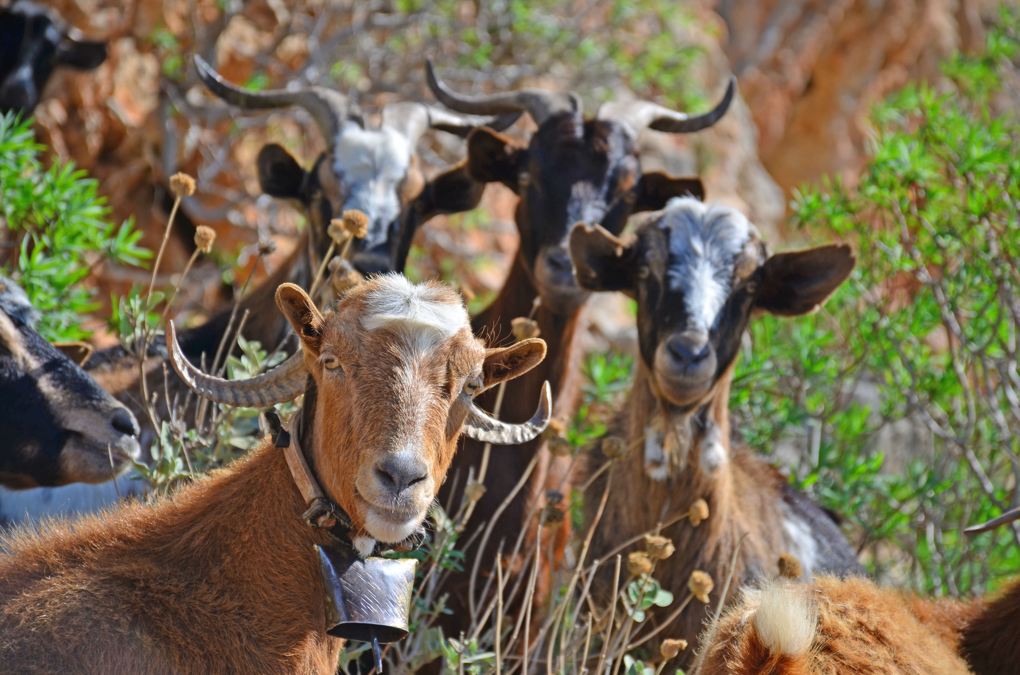 Δήμαρχος Πολυγύρου: Για γέλια και για κλάματα η δημοπρασία του κοπαδιού