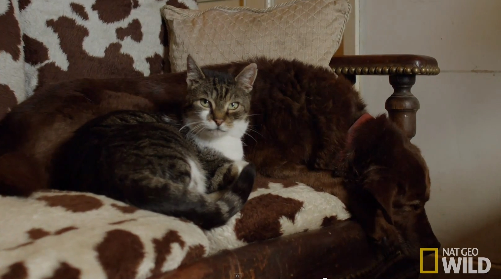 Βίντεο: Γάτα έγινε φίλη και οδηγός τυφλού σκύλου