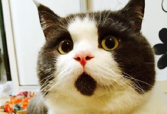 Γνωρίστε τον Μπάνιε, τον πιο απορημένο γάτο του κόσμου
