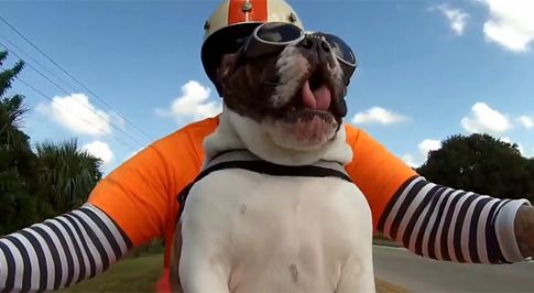 Σουίτς: Ο μηχανόβιος σκύλος που χαιρετά τους άλλους οδηγούς