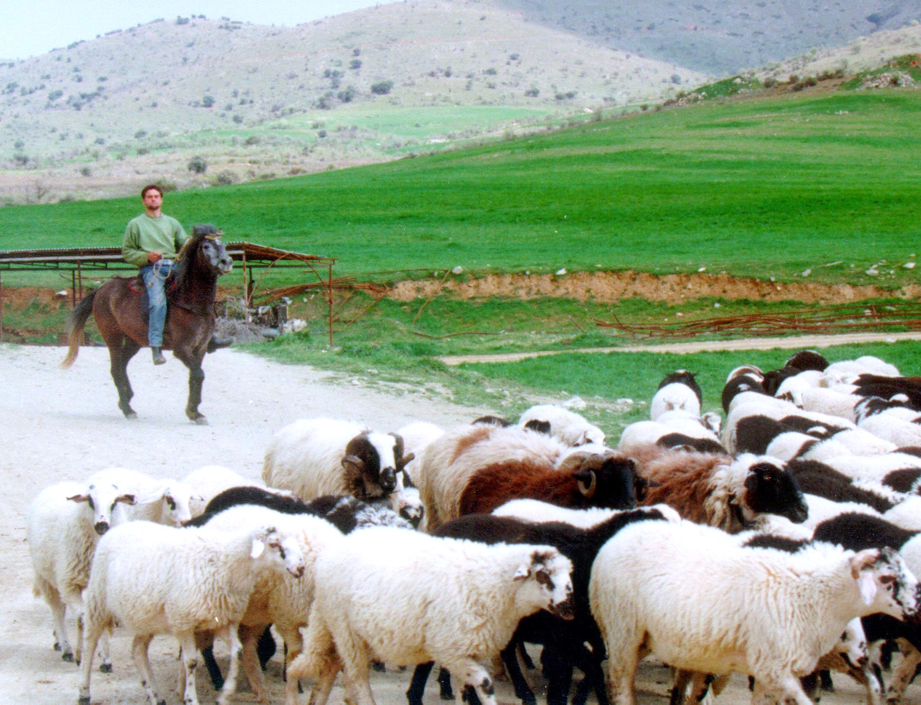 «Θερίζουν» την κτηνοτροφία καταρροϊκός πυρετός και η ευλογιά