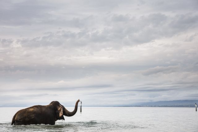 Οι ελέφαντες ακούνε τη βροχή από απόσταση εκατοντάδων χιλιομέτρων