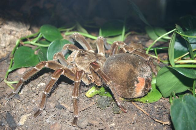 Η μεγαλύτερη αράχνη του κόσμου τρομάζει και εντομολόγους