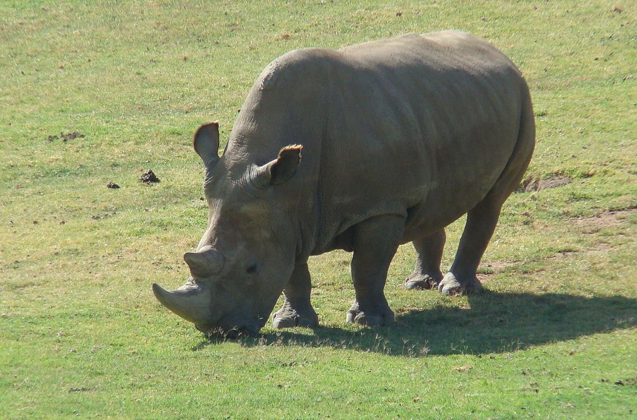 Πέθανε ένας από τους τελευταίους βόρειους λευκούς ρινόκερους