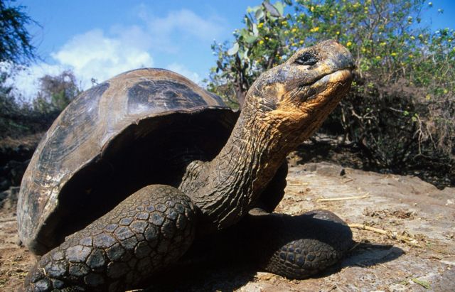 Καλά νέα για τις γιγάντιες χελώνες των Γκαλάπαγκος