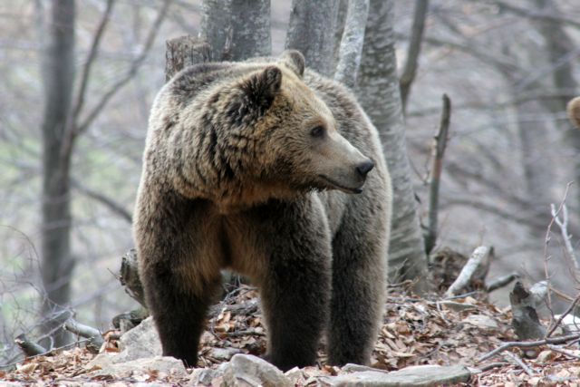 Αρκούδα έκανε «βόλτα» στο Αργος Ορεστικού