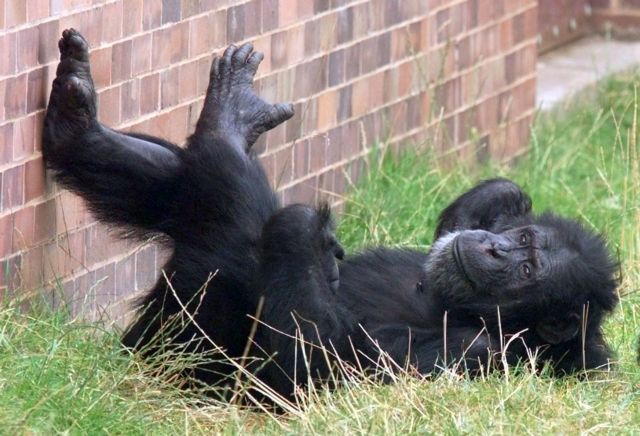 Γιατί οι χιμπατζήδες έχουν μεγάλους όρχεις