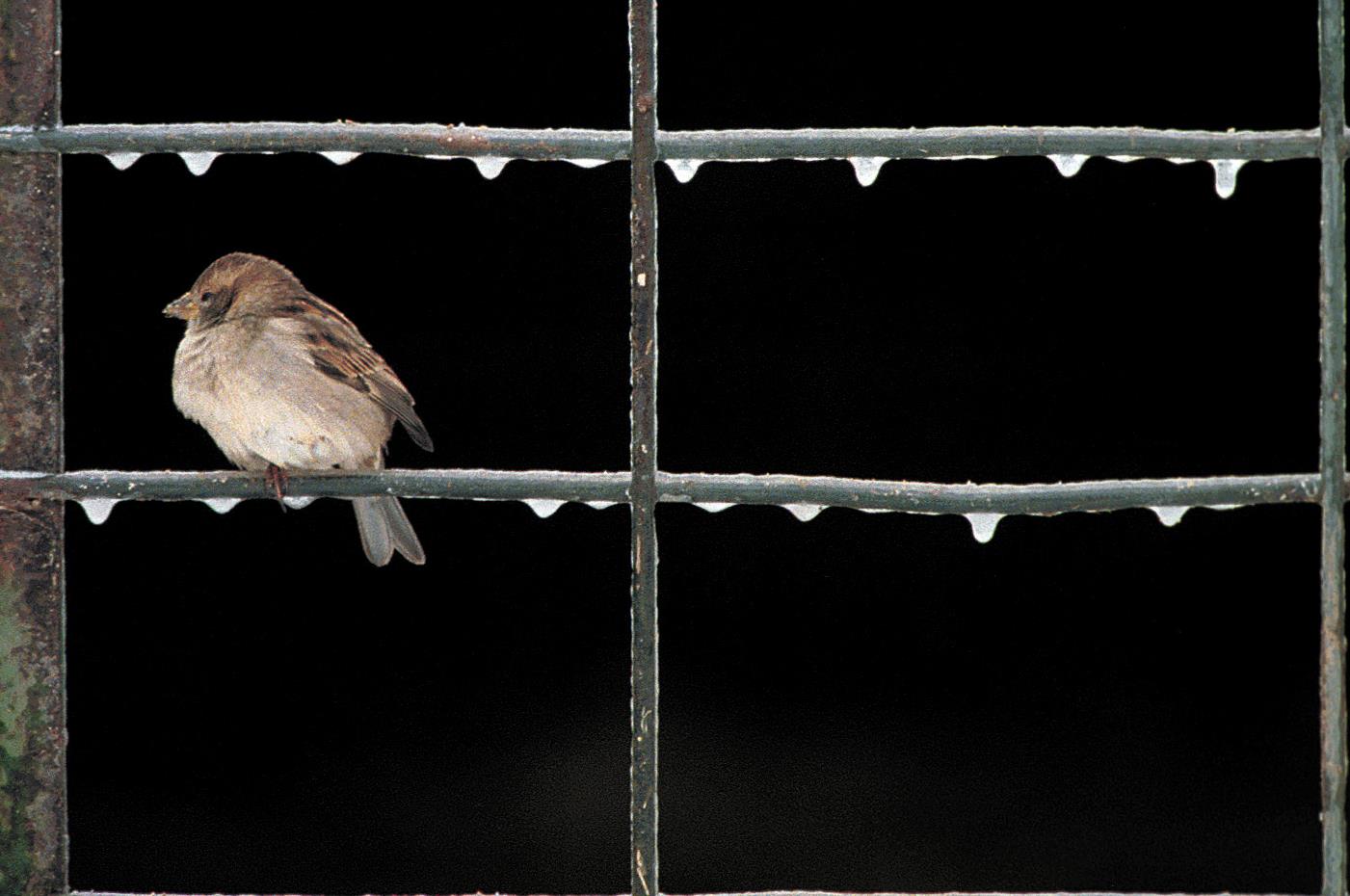Δραματική μείωση στα πιο κοινά πτηνά της Ευρώπης