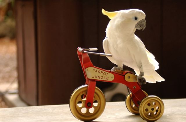 Αυστραλία: Συγχαρητήρια κάρτα σε αιωνόβιο παπαγάλο έστειλε η βασίλισσα