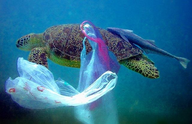 Ενάμισι εκατομμύριο θύματα το χρόνο από τα πλαστικά στους ωκεανούς