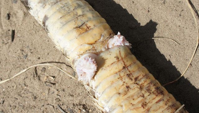 Από πού προέρχεται το πέος