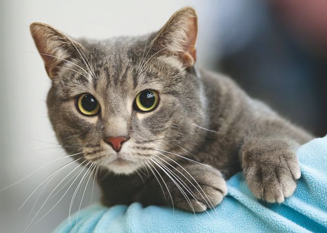 Η αγριόγατα έγινε ψιψίνα πριν από 9.500 χρόνια