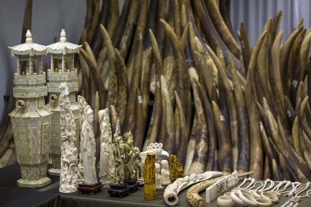 Έκκληση της Interpol για τον εντοπισμό εγκληματιών του περιβάλλοντος