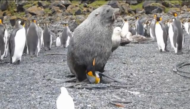 Πιγκουίνοι δέχονται σεξουαλικές επιθέσεις από φώκιες