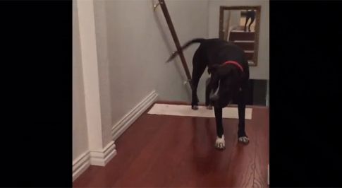 Σκύλος που φοβάται τις πόρτες, βρήκε λύση στο πρόβλημά του