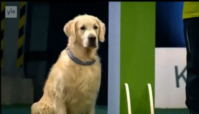 Γκόλντεν ριτρίβερ σε διαγωνισμό δίνει… ρεσιτάλ ανυπακοής