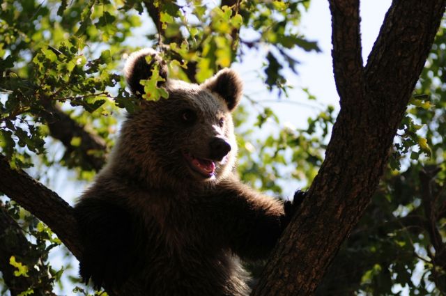 Η Ζωή, το ορφανό αρκουδάκι, ετοιμάζεται για την επιστροφή στη φύση