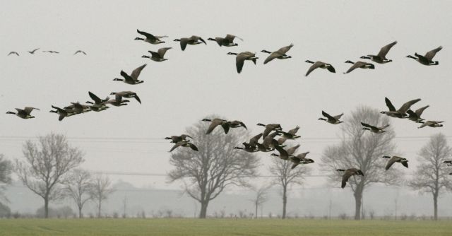 Εντυπωσιάζει το συγχρονισμένο πέταγμα πουλιών στην Ολλανδία