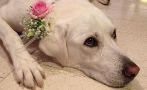 Και οι σκύλοι πάνε στον παράδεισο; Ο Πάπας δεν το αποκλείει