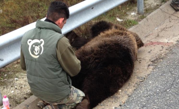 Τέταρτη αρκούδα νεκρή από τροχαίο το 2014