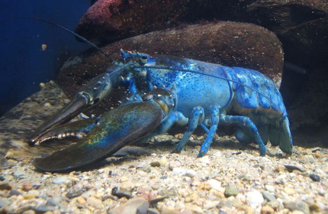Φιλόζωοι τουρίστες μολύνουν την Ευρώπη με αμερικανικούς αστακούς